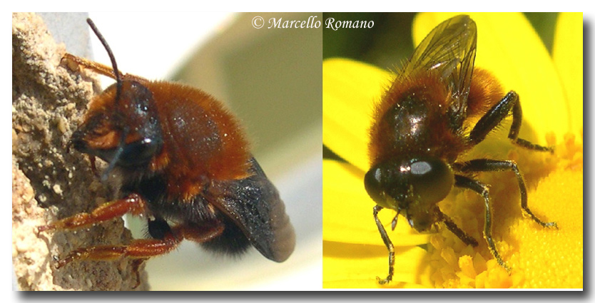 Un imitatore d''eccezione: Platynochaetus sp (Syrphidae)